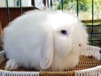 Hollanda teddy lop damızlık takım tavşan
