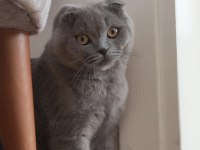 10 aylık erkek scottish fold