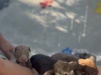 Asil Ve Sevimli Doberman Kapıda Ödeme