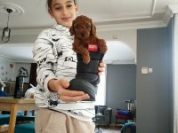 Toy poodle yavrular