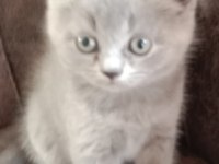 Birbirinden tatlış british shorthair bebekler