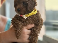 Evde büyüyen poodle bebeklerim