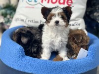 Petmode köpek çiftliğende ziyarete açık morkie