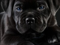 Siyah cane corso bebeklerimiz