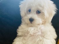 Maltese Terrier 6 Aylık Dişi Sahiplendirilecektir