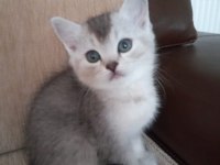 Scottish fold ve British yavrular