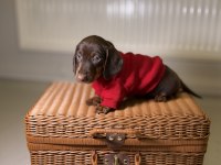SAFKAN SOSİS DACHSHUND YAVRULAR