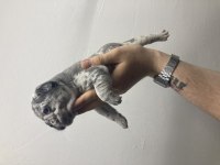 DİŞİ BLUE FLUFFY FRENCH BULLDOG