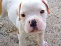 Orijinal Boxer Yavruları