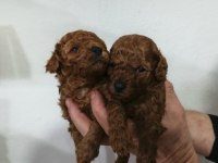 Toy Poodle Yavrular Irk Sağlık Garantili