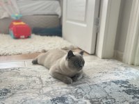 Sevimli british shorthair blue point kedimizi sahiplendirmek