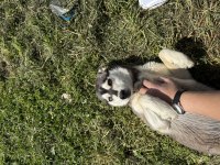 11 Aylık Dişi Husky
