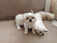Orjinal Emperyal Pekingesse