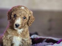 Standart Poodle Yavrular