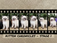 Scottish Fold 2 Aylık