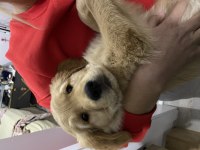 Safkan golden retriever oğlumuza dişi arıyoruz
