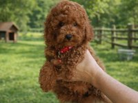 İNANILMAZ GÜZELLİKTE GERÇEK TOY POODLE YAVRULAR