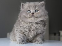 Mavi british longhair boncuklarım