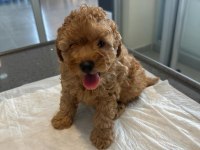 Gerçek orjinal Toy Poodle Yavrularımız