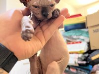 Sphynx (Sfenks) Kedisi