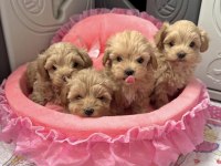 En Güzel Maltipoo Bebekler
