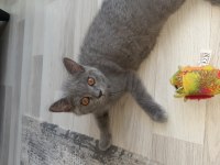 Baba british shorthair anne egzotik british 3 ay