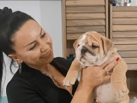%100 IRK GARANTİLİ İNGİLİZ BULLDOG YAVRULAR