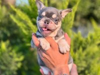 Premıum Kalite Lilak French Bulldog Yavrusu