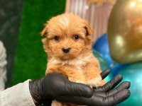 Sağlık Garantili Maltipoo Yavrularımız