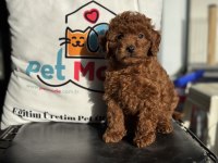 Ultra kalite redbrown toy poodle yavrularımız
