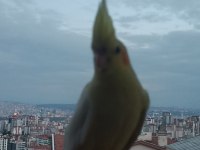 Lutino kırmızı göz sultan papağanı
