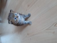 Chinchilla yavru kedim yeni yuvasını arıyor