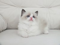 Full şecereli ragdoll yavruları