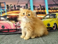 British Longhair Red Erkek