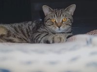 Kedim ücretsiz sahiblendirlecek