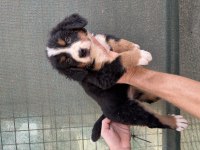 Bernese cinsi yavrularımız