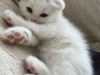 Scottish fold 45 günlük yavru