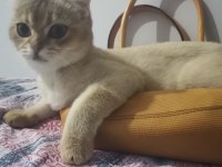 8 aylık erkek british shorthair fotolar yeni