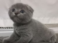 Scottish fold yavrumuz yuva arıyor