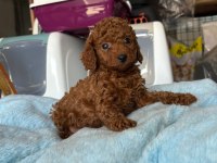 TOY POODLE KÖPEKLER TÜY DÖKMEZ
