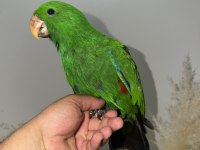 ECLECTUS PAPAĞANI YAVRU