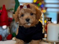 Sevimli Toy Poodle Yavrularımız