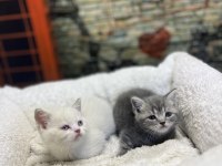 British Shorthair Güzellikleri @petclubadanaa