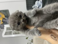 55 Günlük Scottish Fold Bebekler