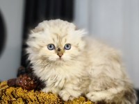 Dünyanın en güzel chinchilla bebemler