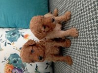 Toy poodle yavrularımız