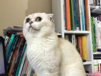 Scottish fold ve british yavrularımız 40 günlük