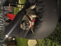 4 yaşında aşıları tam pug