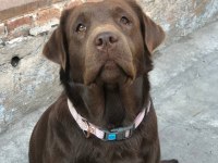 Labrador Retriever Yavruları Muhteşem Formda