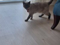 Tertemiz Pırıl Pırıl Ev Kedisi